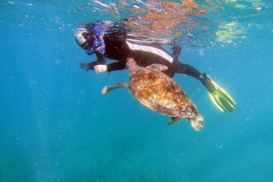 Turtle and snorkeler