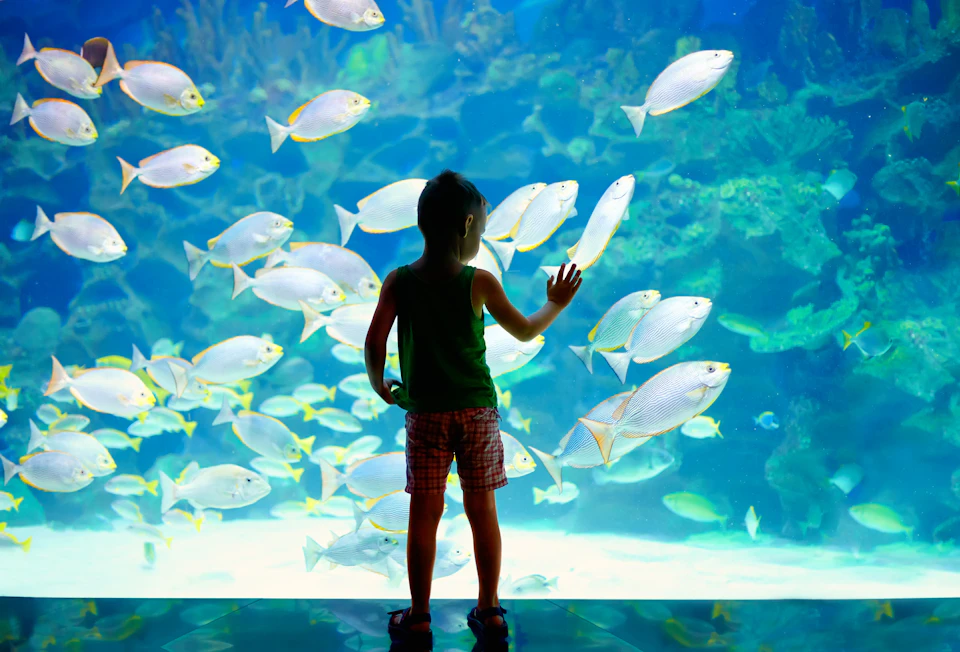 Child's back to aquarium