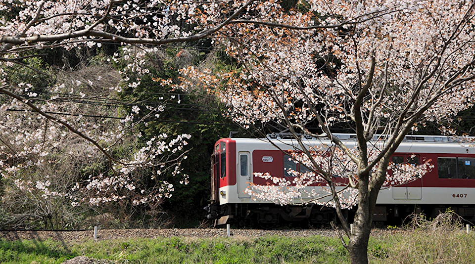 A red and white train passing through a scenic area with blooming cherry blossom trees and greenery.