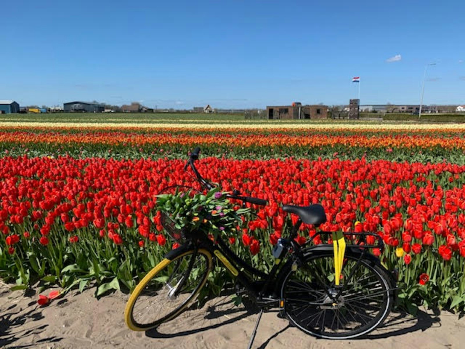 Foto des Fahrrads im Blumenfeld
