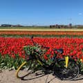 Tulipfields on our route