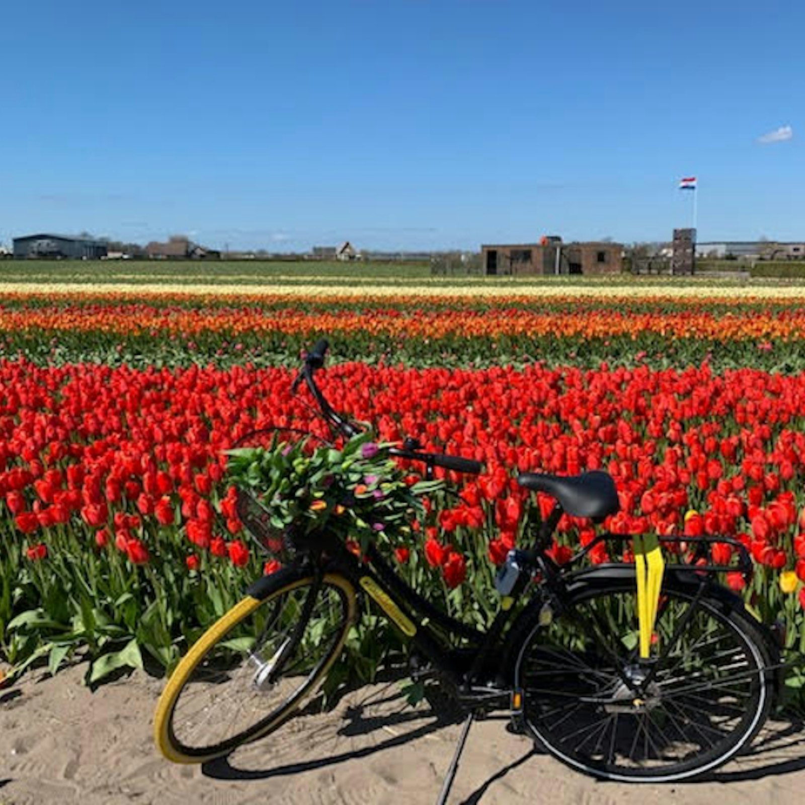 photo of bike in flower field