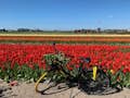 Campos de tulipanes en nuestra ruta