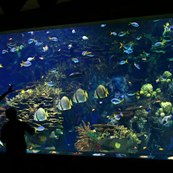 Två silhuetter som pekar mot olika färgglada fiskar och koraller i ett stort akvarium.