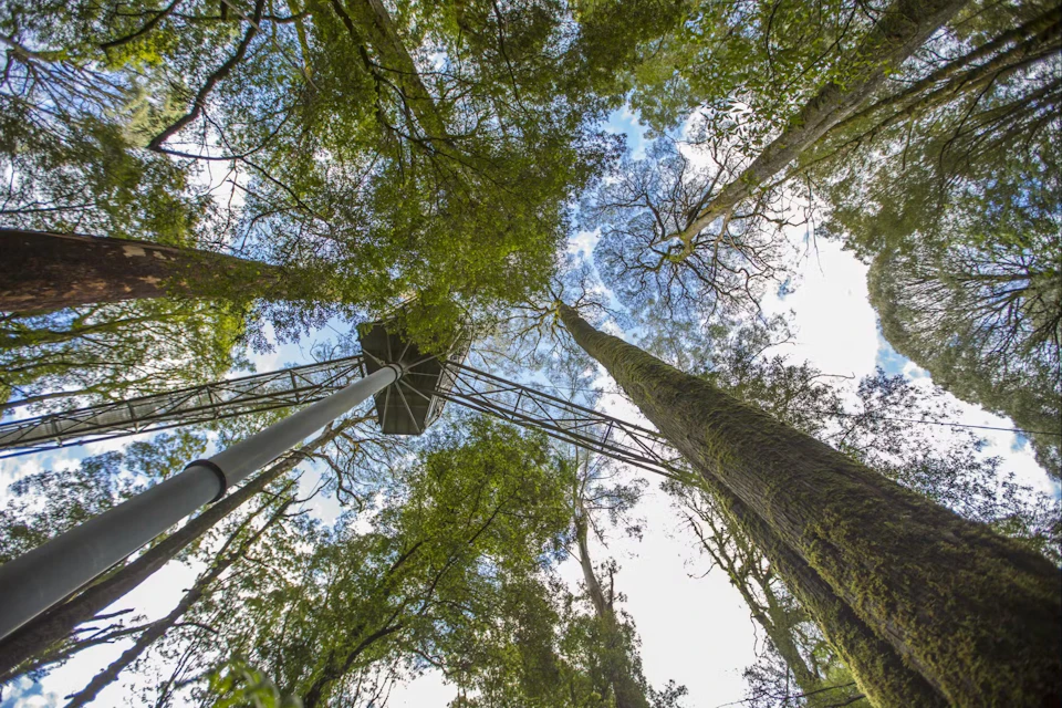 View looking up at a tall canopy tower surrounded by lush green trees and a clear blue sky.