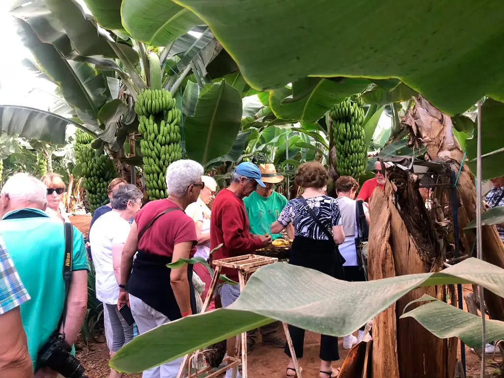 バナナのプランテーションを見学する人々のグループ。大きなバナナの束が木々にぶら下がっていて、頭上には緑豊かな葉っぱがあります。