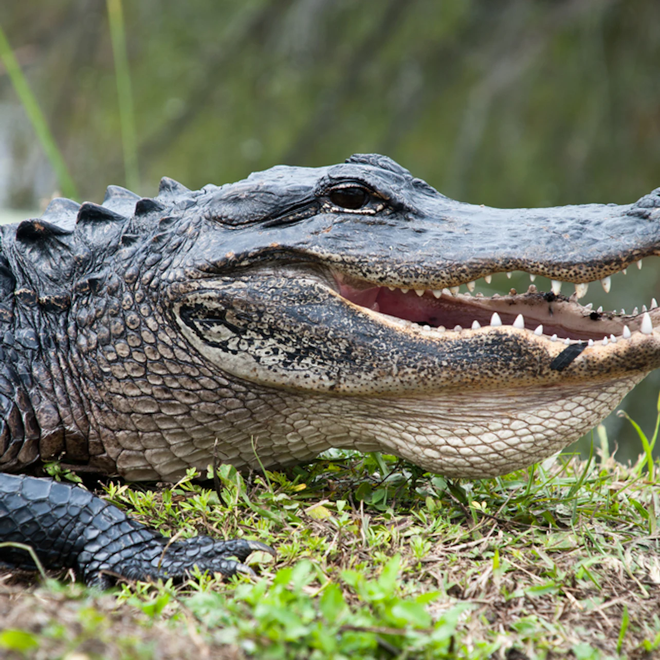 Fort Lauderdale: 40-Min Everglades Airboat Ride & Animal Sanctuary Entry in Fort Lauderdale β Tiqets