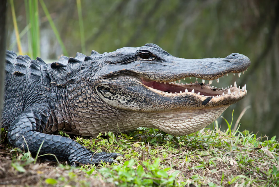 An alligator with its mouth open, resting on grassy ground near a body of water.