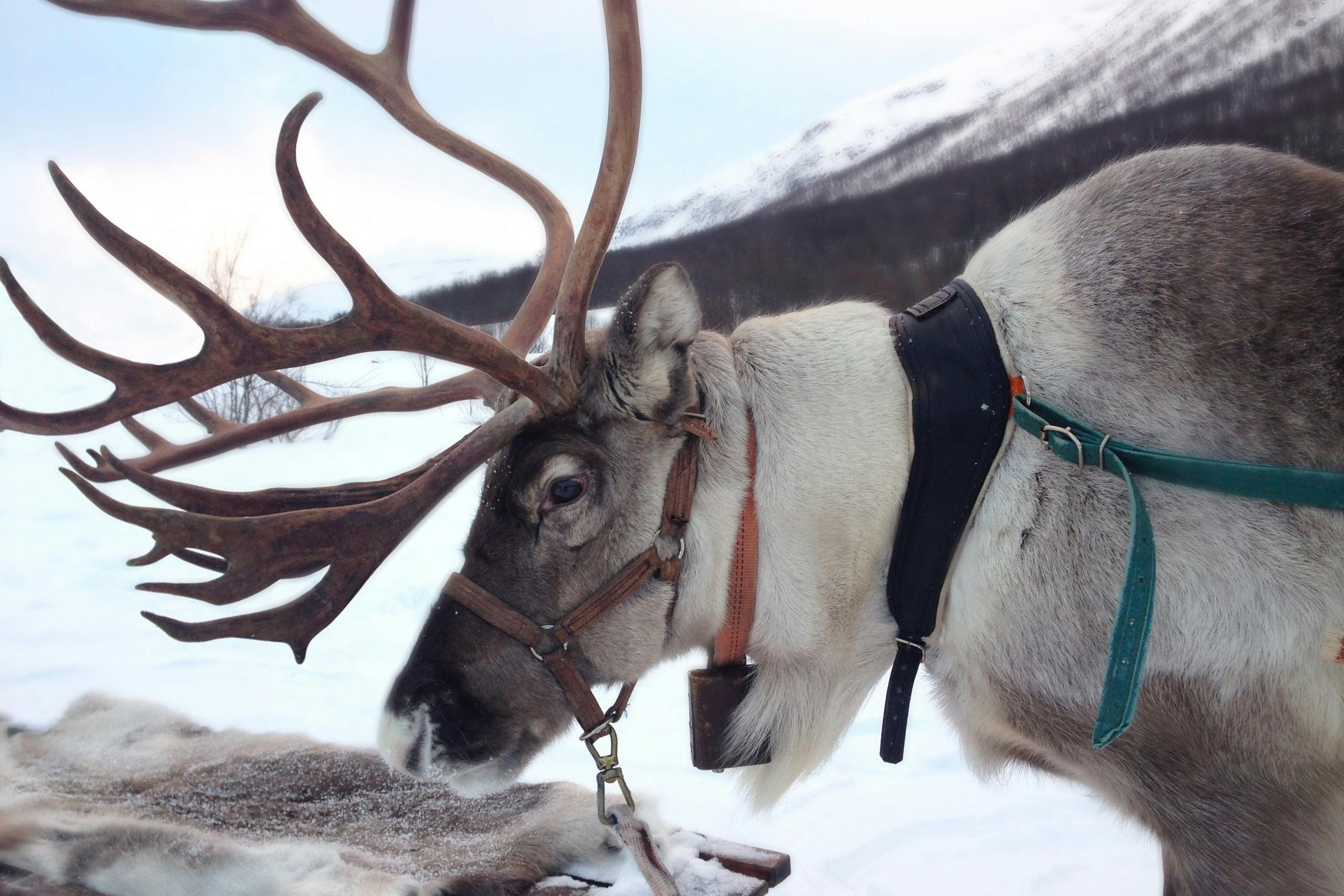 Visiting a reindeer farm