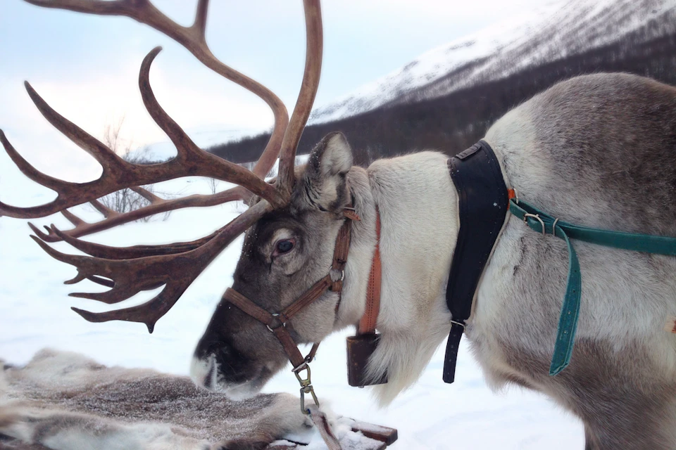 Visiting a reindeer farm