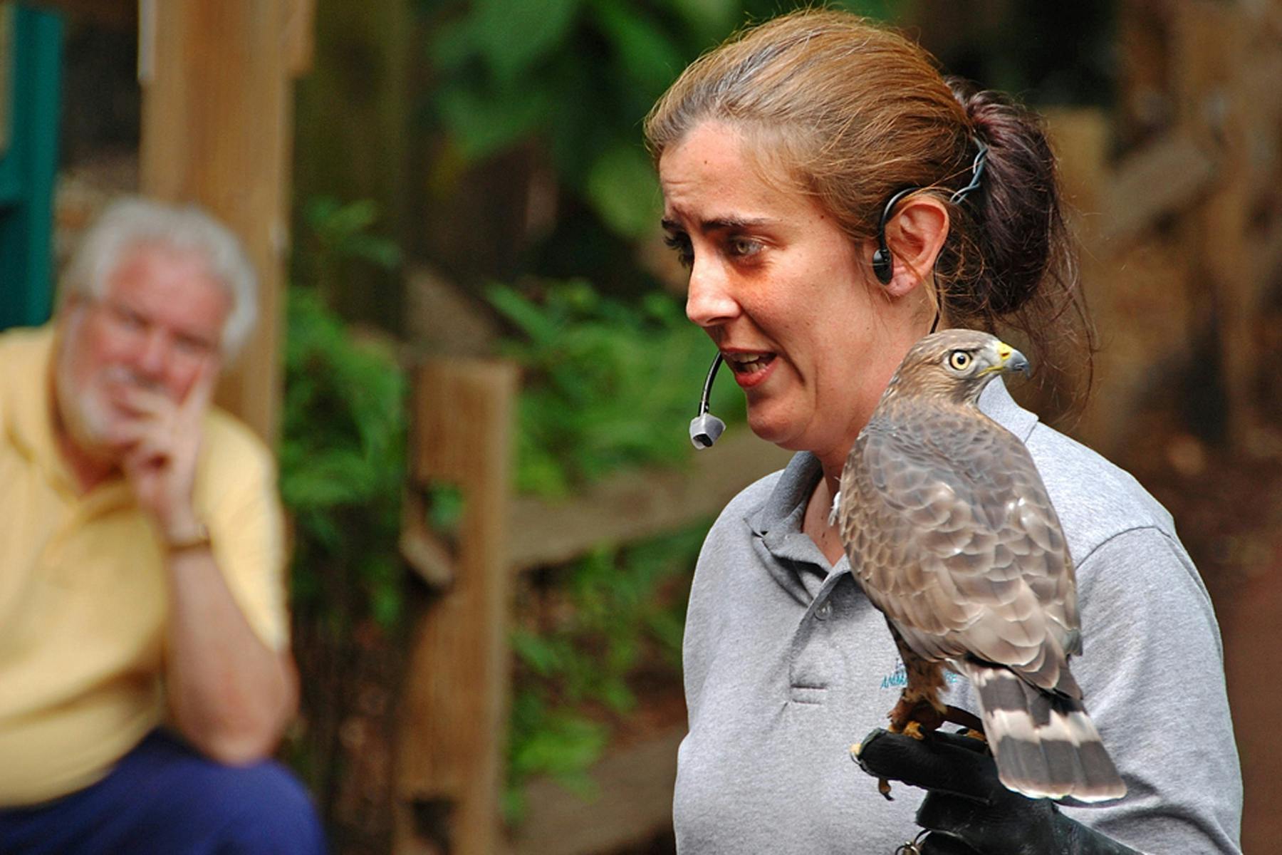 ヘッドセットを着用している人が、手袋をした手に鷹を持っています。 背景はぼやけており、緑とフェンスが特徴です。
