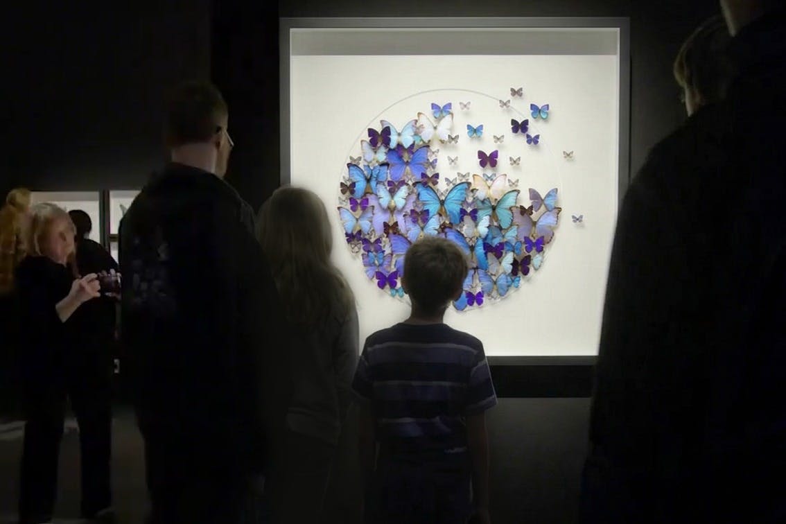 Mensen kijken naar een tentoonstelling van kleurrijke vlinderexemplaren in een cirkelvormig patroon in een museum.