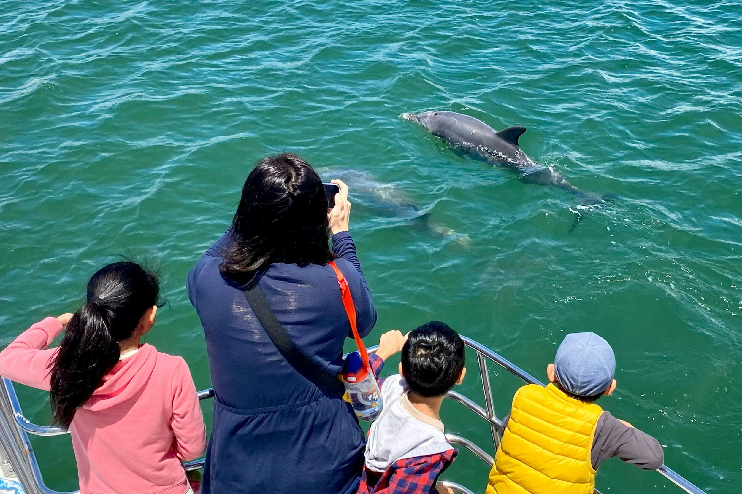 Dolphin Sightings Guaranteed