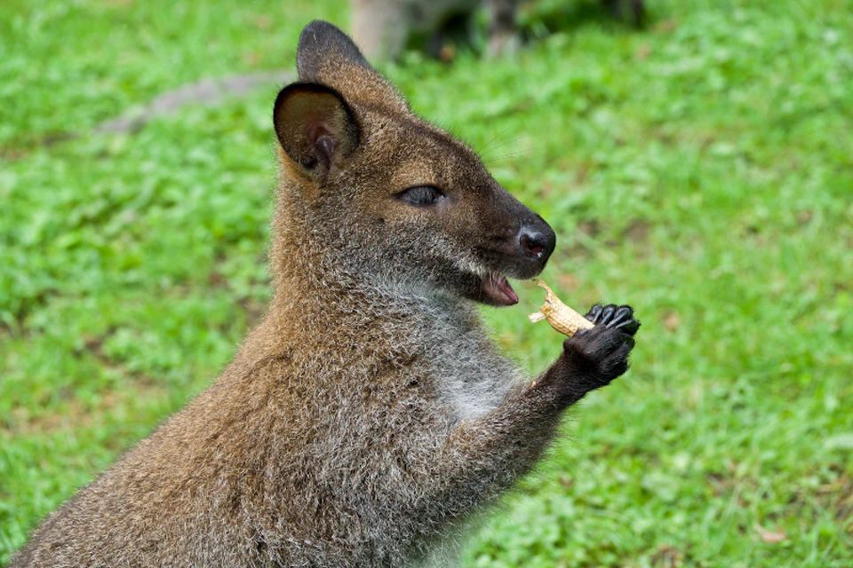 A wallaby is holding and eating a piece of food while standing on green grass.