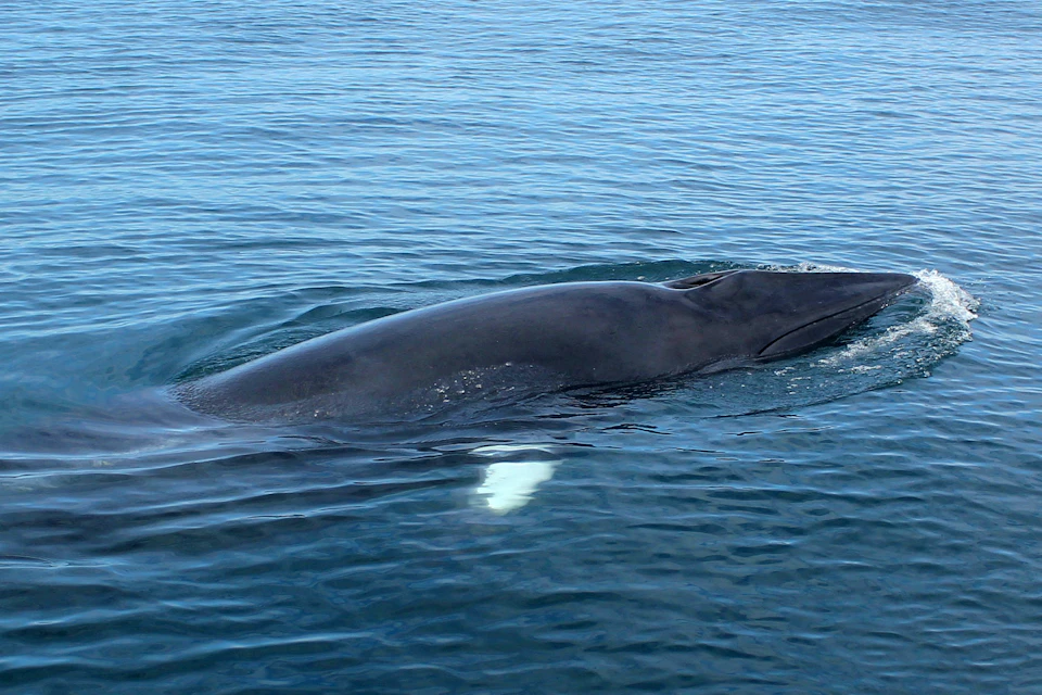 Minke whale