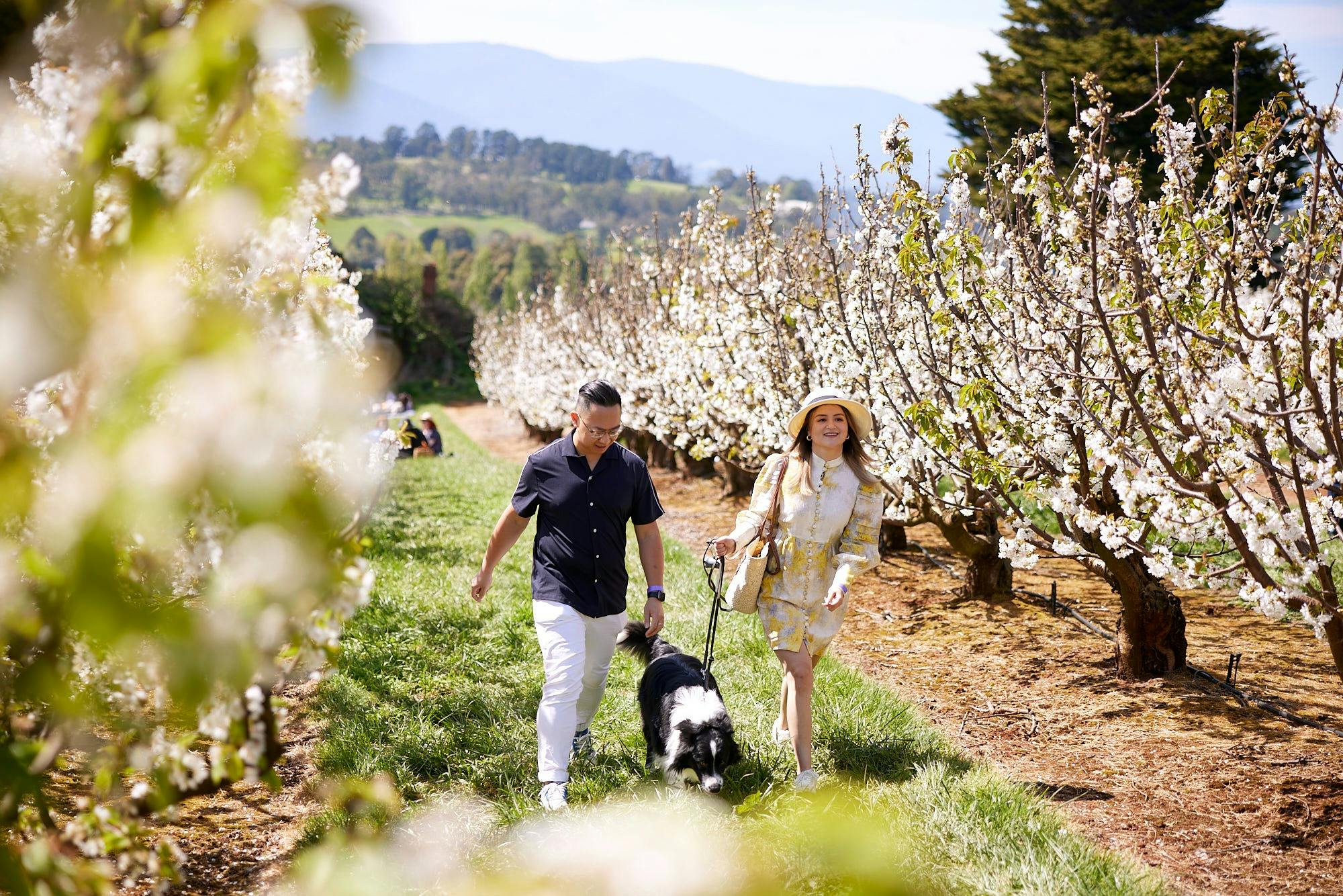CherryHill Orchards: Blossom Festival - Photo 2