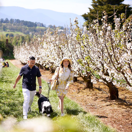 CherryHill Orchards: Blossom Festival - Photo 2