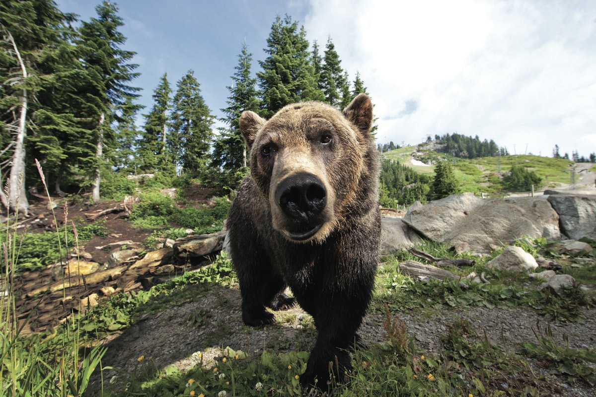 Grouse Mountain: Ingresso para o inverno