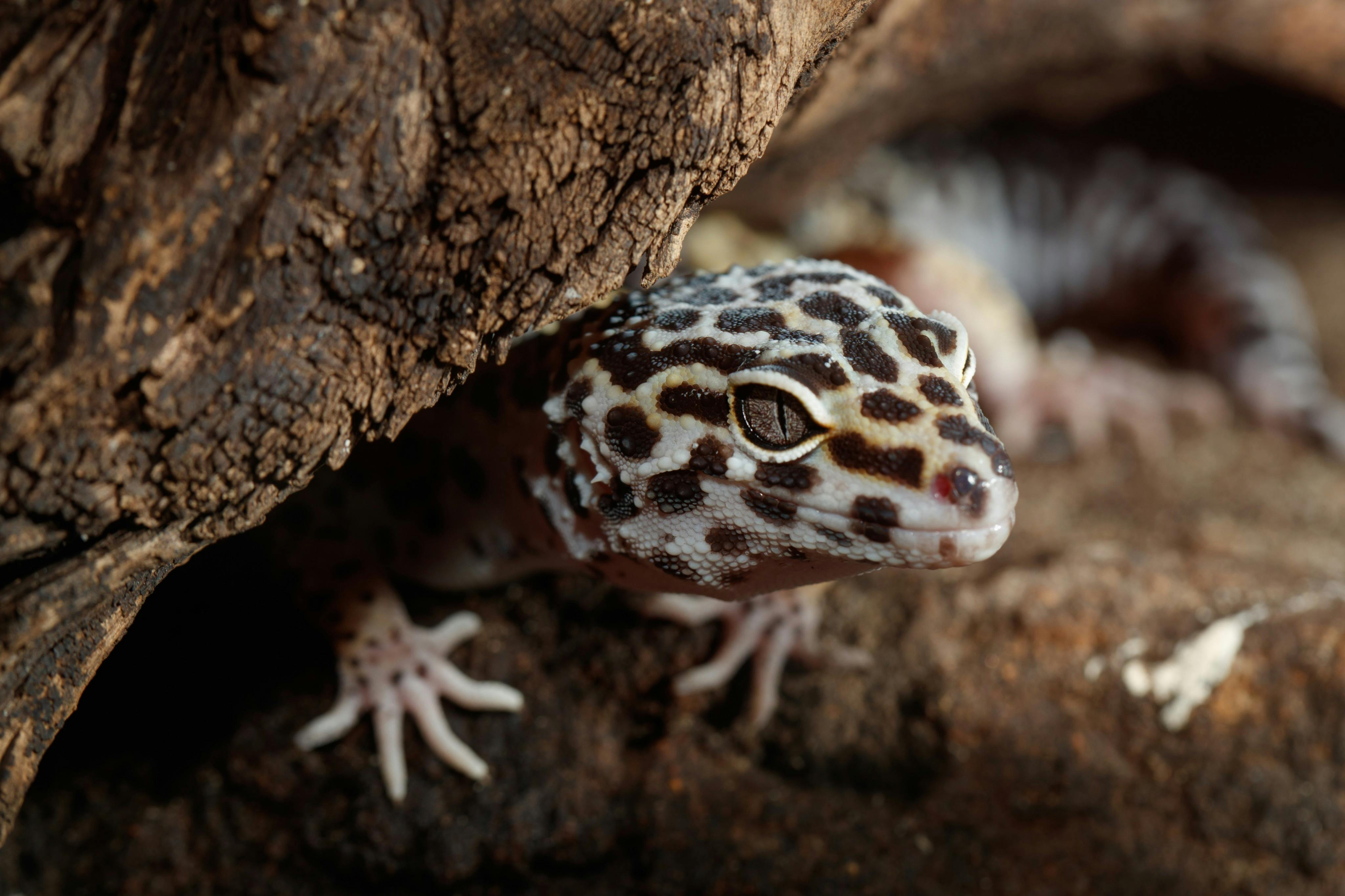 哥本哈根动物园