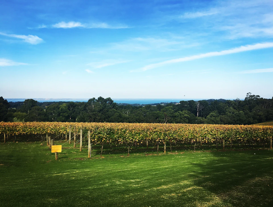 Vineyard with rows of grapevines, a green field, and a distant view of the ocean below a bright blue sky.