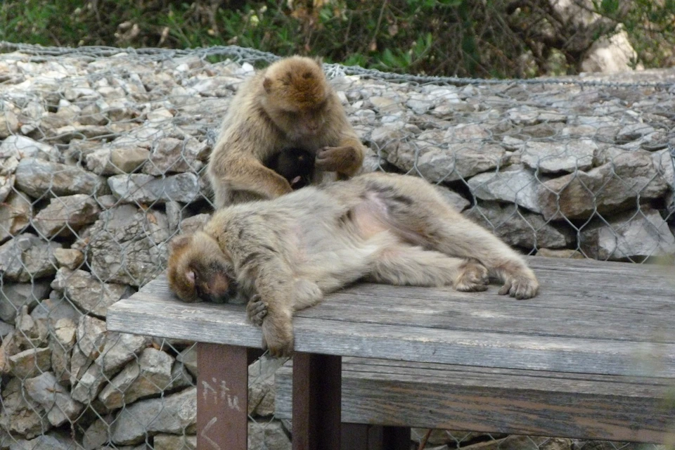 Monos de Berbería
