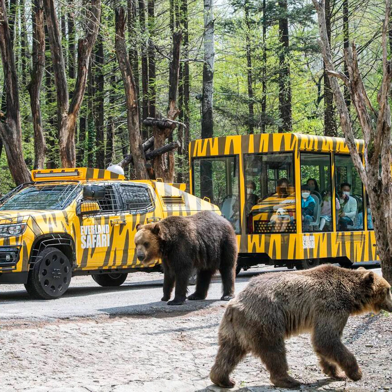Two bears walking on a safari path near a yellow-striped safari vehicle and a cabin with people observing inside.