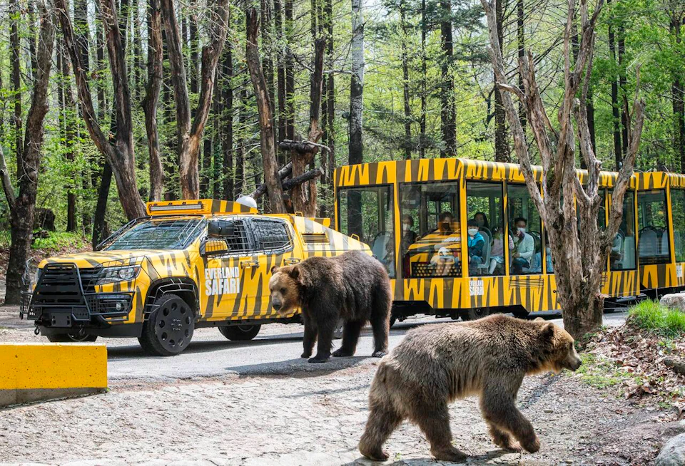 Two bears walk near a yellow safari vehicle and a tram with passengers, set in a wooded environment.