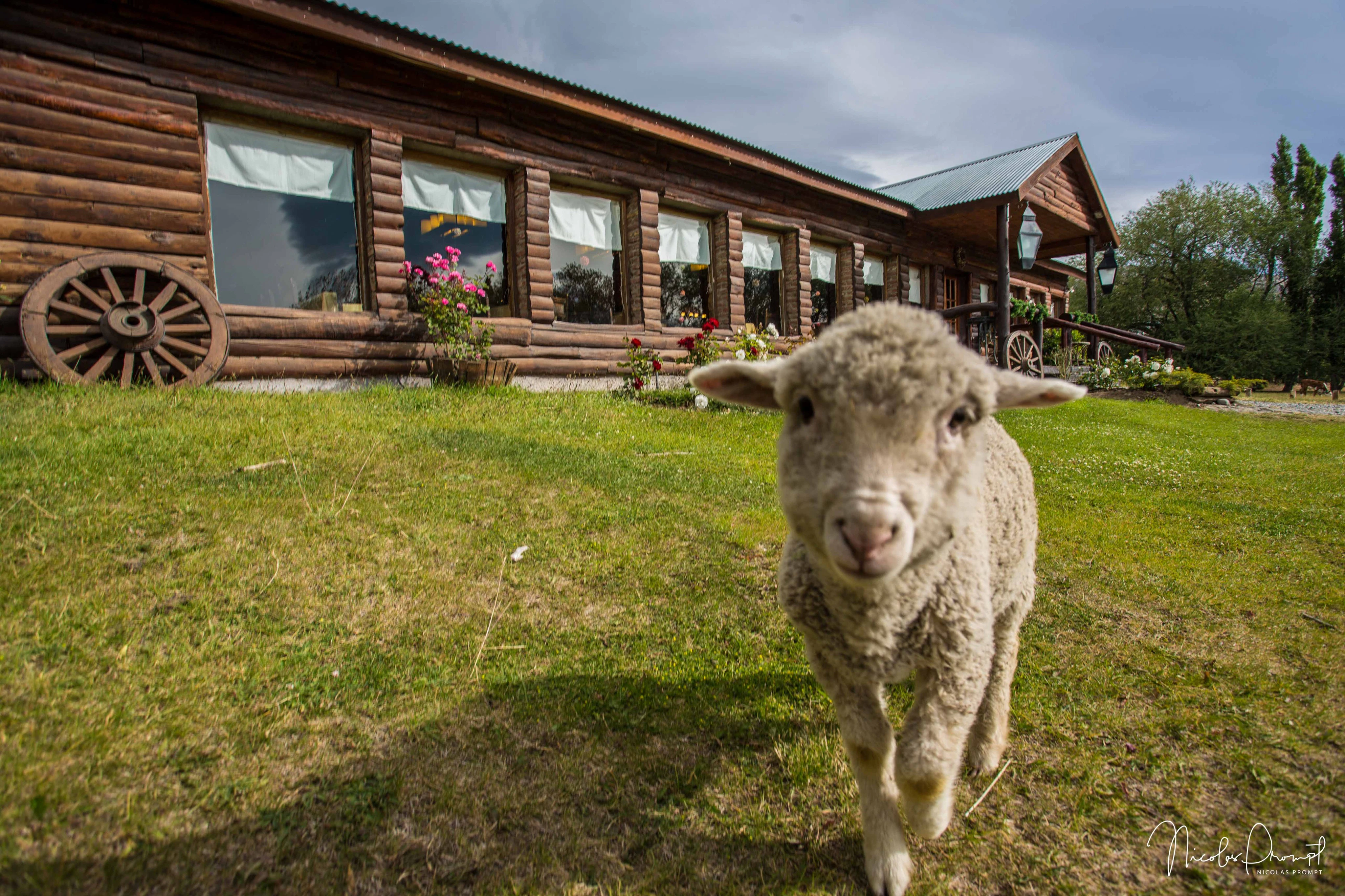 Estancia 25 de Mayo: Guided Tour + Dinner + Roundtrip Transfer from El Calafate