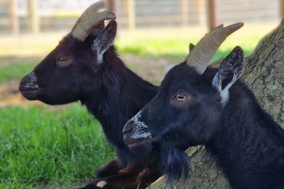 Goat alert!