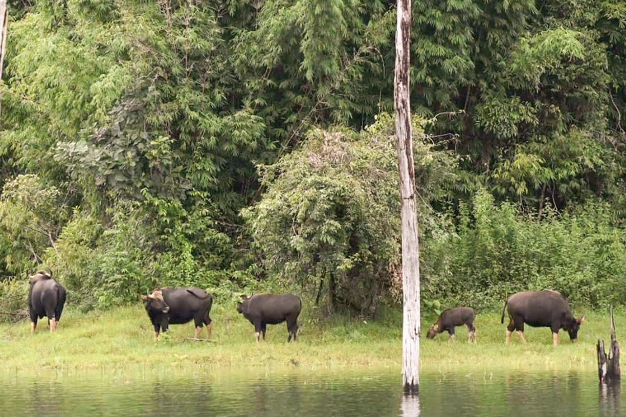 “走进野外：观赏自由漫游的野牛和水牛群”