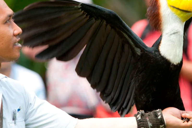Bali Bird Park: Admission Ticket