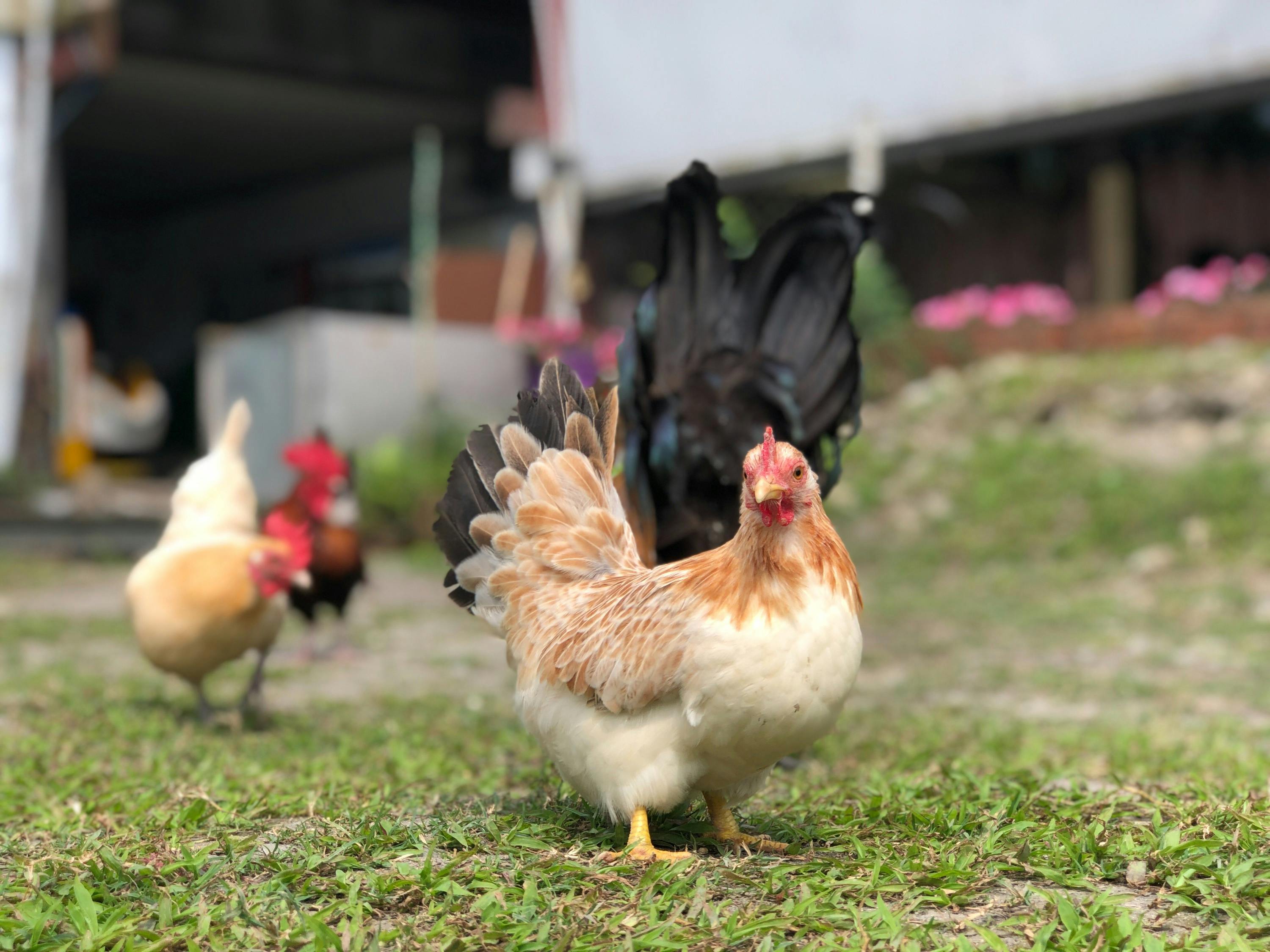 A hen standing on grass with other chickens in the background in an outdoor setting.