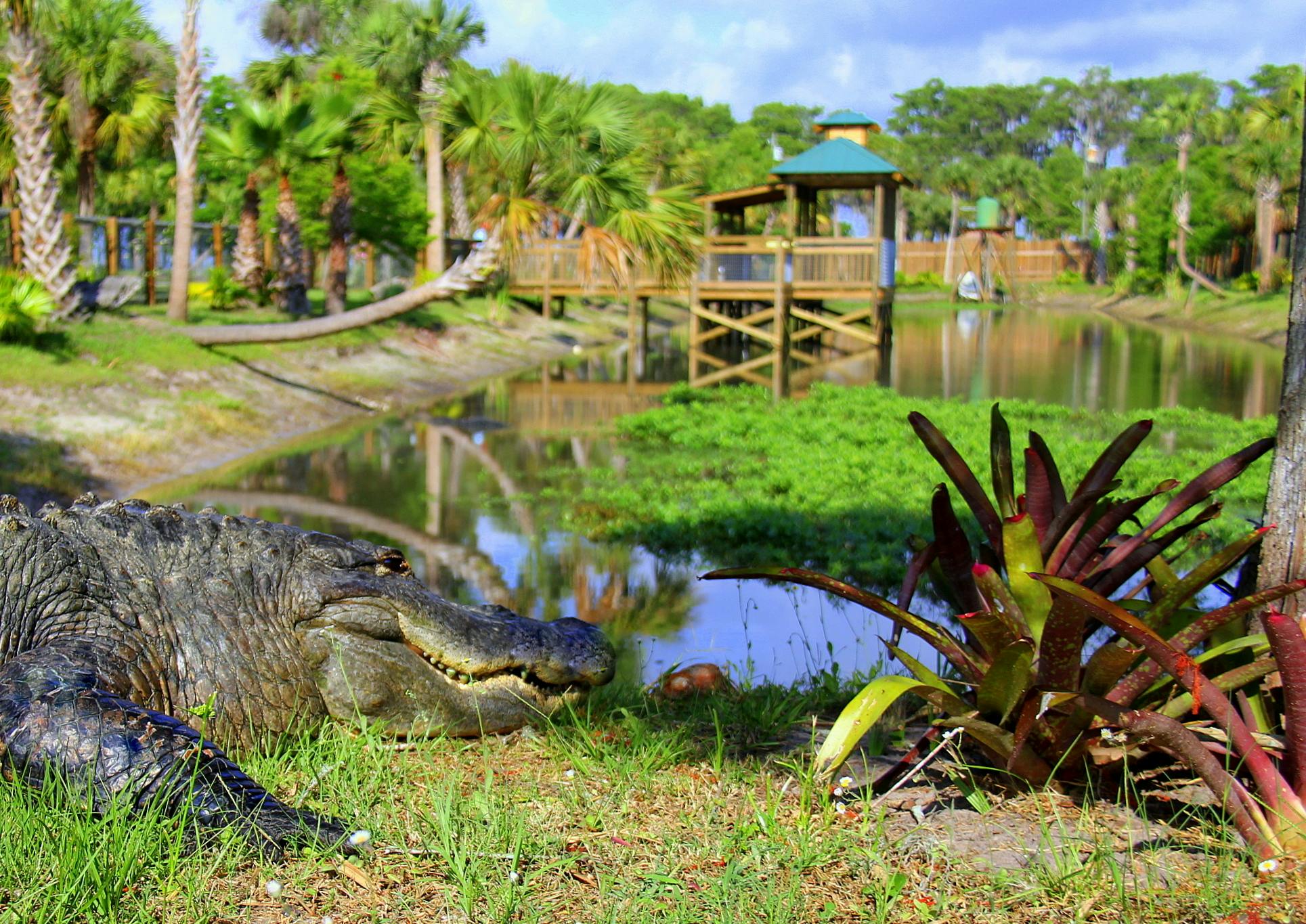Un caimán descansa sobre la hierba junto a un estanque con un cenador de madera. Al fondo se ven plantas tropicales y vegetación.