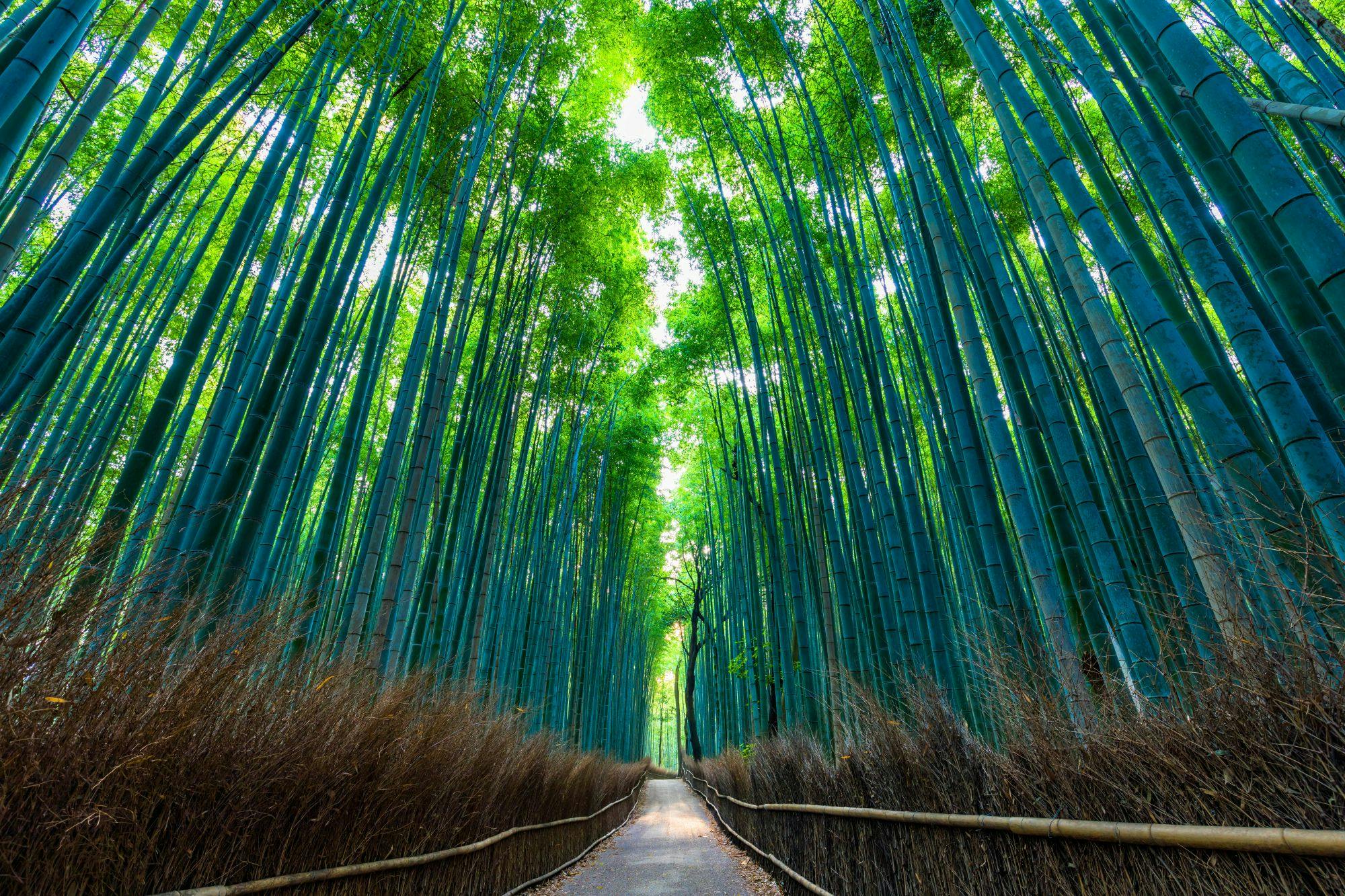 Fushimi Inari-Taisha, Arashiyama e Kiyomizu-Dera: Excursão de um dia a partir de Quioto com almoço em buffet + bilhetes de entrada - Photo 11