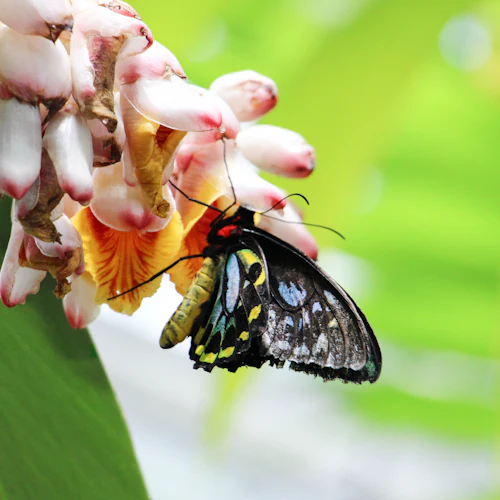 Australian Butterfly Sanctuary: Entry Ticket - Photo 5