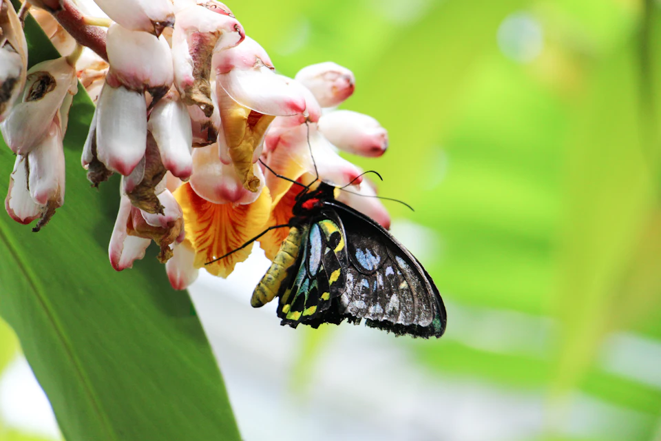 A close-up of a butterfly with black, yellow, and blue patterns on its wings, perched on a cluster of white and pink flowers.