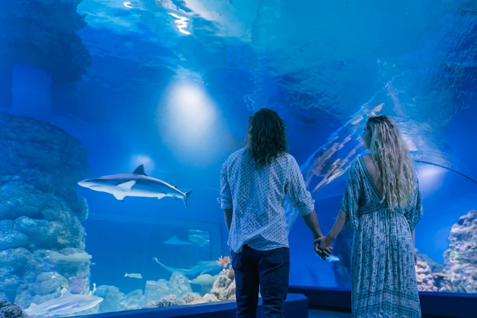 Two people holding hands, standing in an aquarium, watching a shark swim in a large blue-lit water tank.