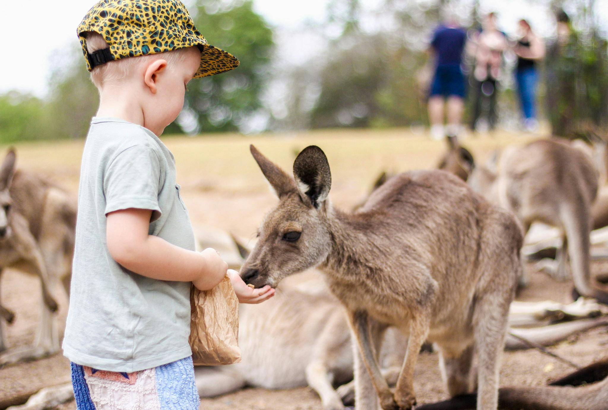Lone Pine Koala Sanctuary: Entry Ticket - Photo 5