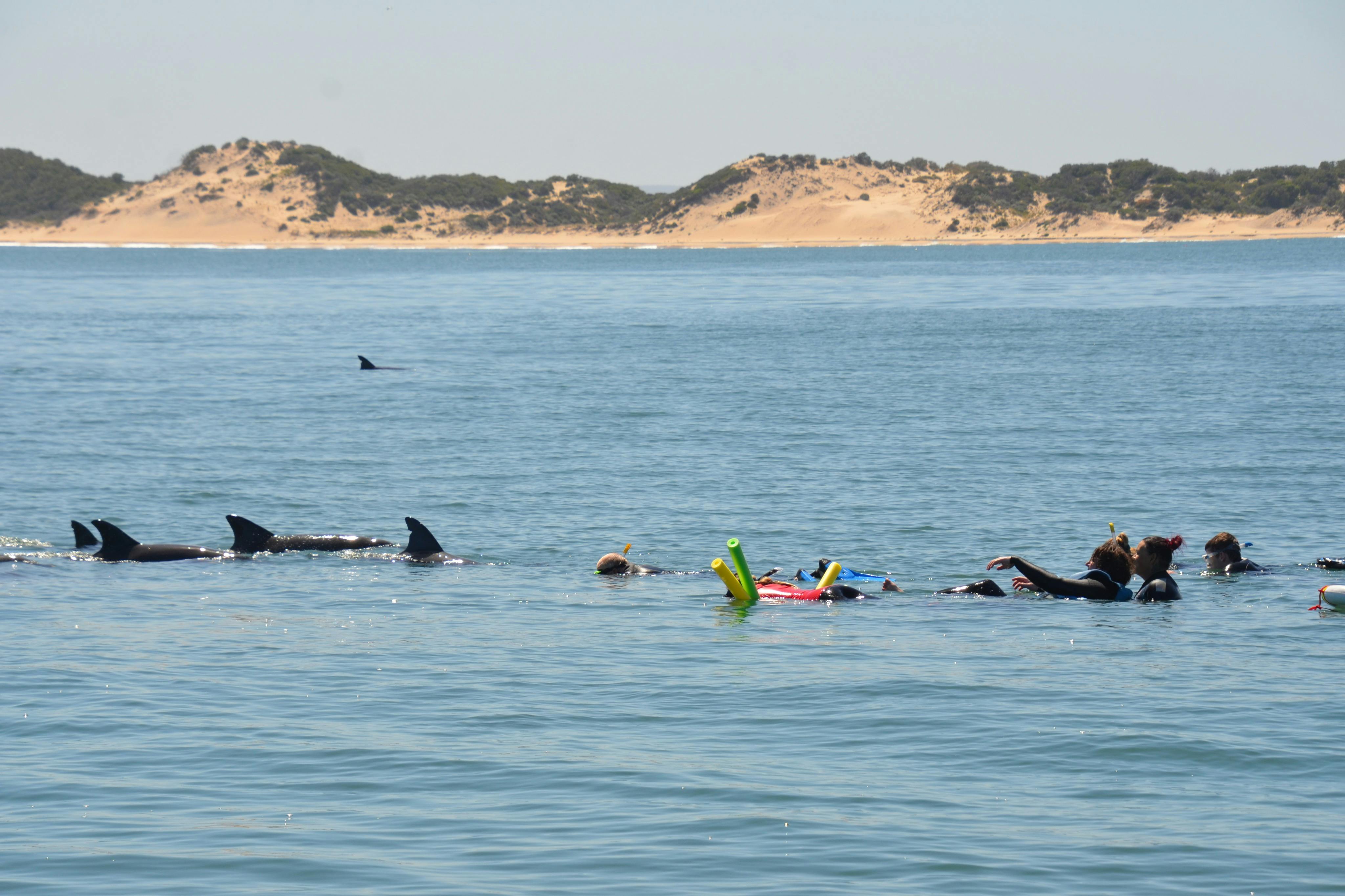 Unforgettable experiences during our dolphin swim tour