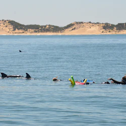 Dolphin Discovery Centre Bunbury: Swimming with Dolphins Tour 4