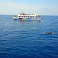 Wypłynięcie Widok na łódź delfiny Majorka
