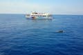 Partida Barco com vista para os golfinhos em Mallorca