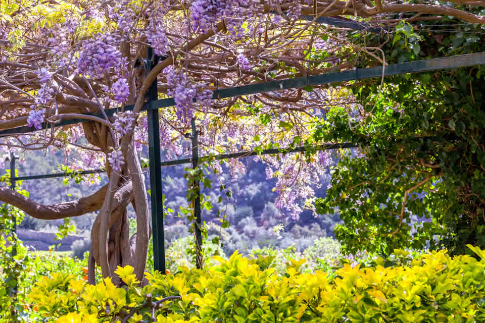 A garden with a pergola covered in blooming purple wisteria, surrounded by vibrant green and yellow foliage.