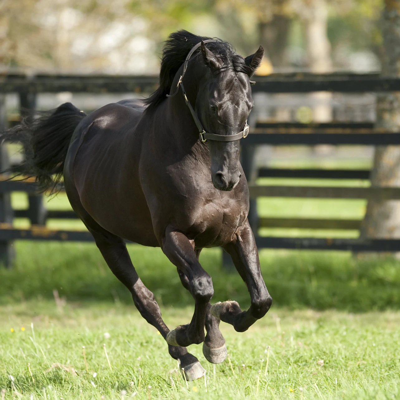 Irish National Stud & Gardens: Entry Ticket in County Kildare β Tiqets