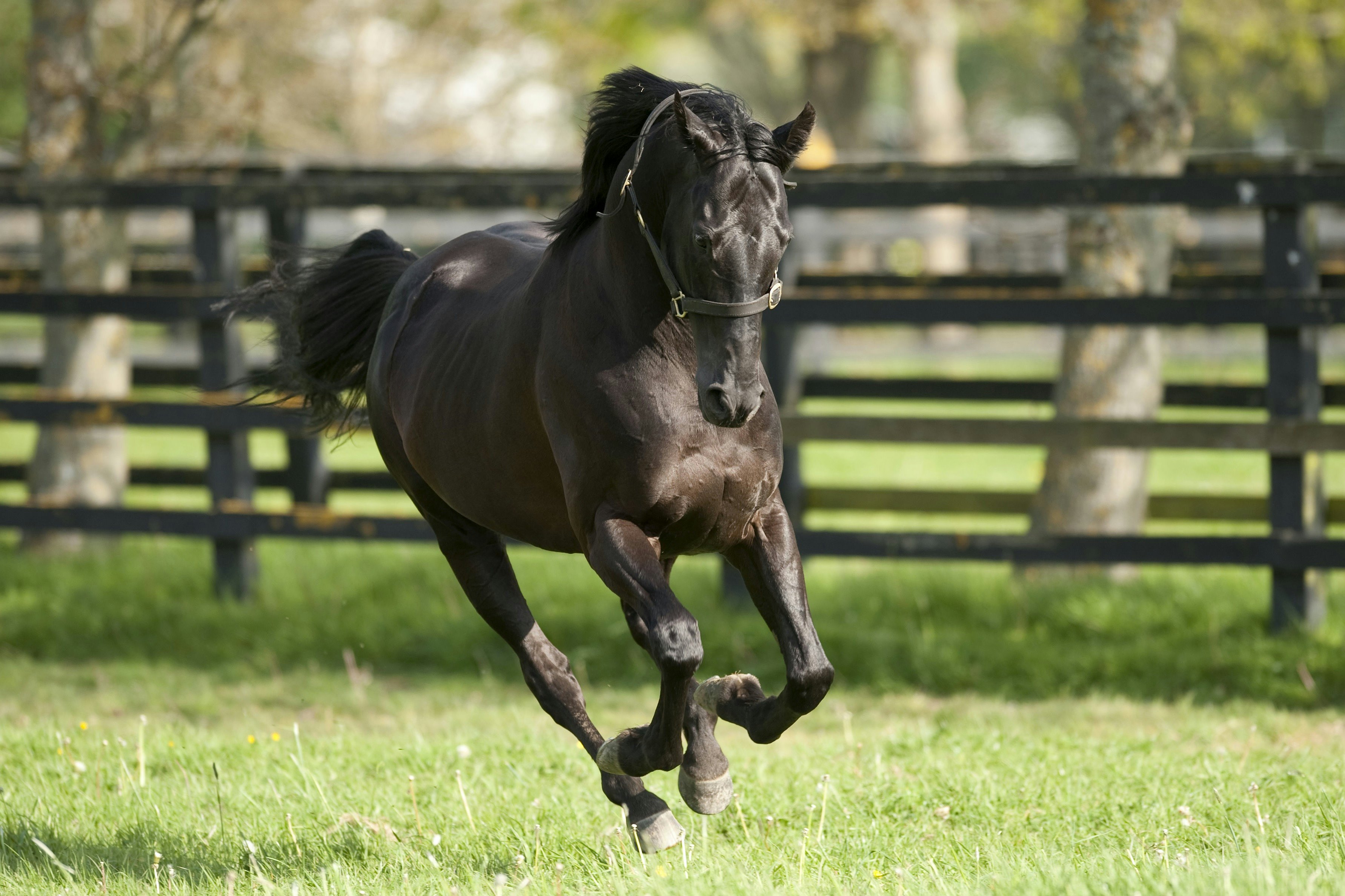 Irish National Stud & Gardens: Entry Ticket