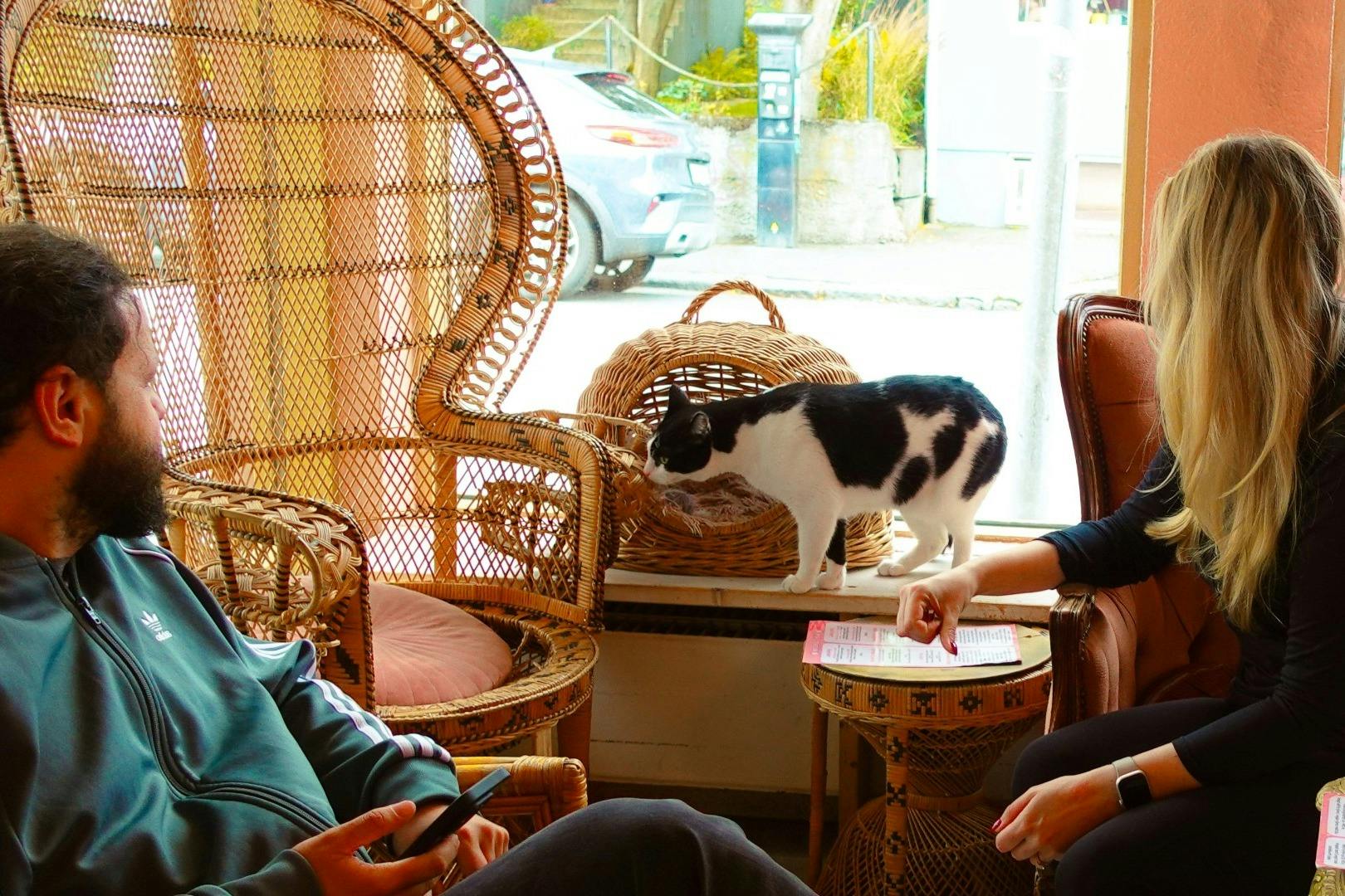 고리버들 가구 근처 창문턱에 검은색과 흰색 고양이가 아늑한 방에 서 있고 사람들이 앉아 있습니다.