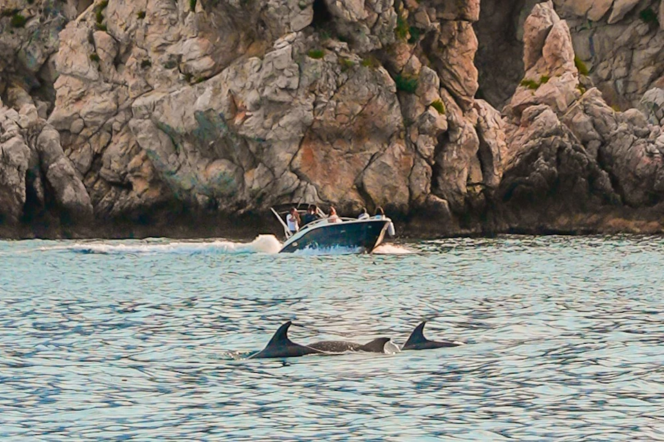 A motorboat with several people on board passes near two dolphins swimming close to rocky cliffs.