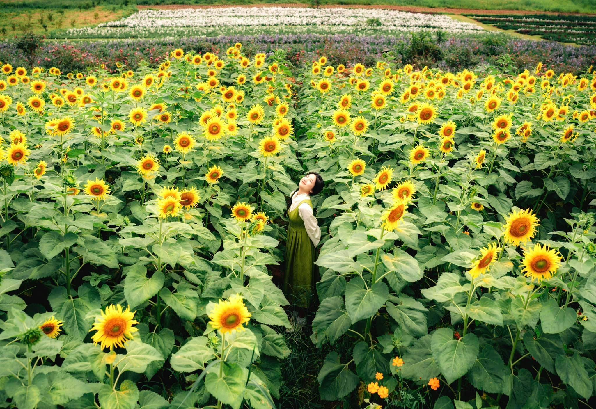 A woman in a green dress stands among tall sunflowers in a vibrant field under daylight, surrounded by rows of flowers.
