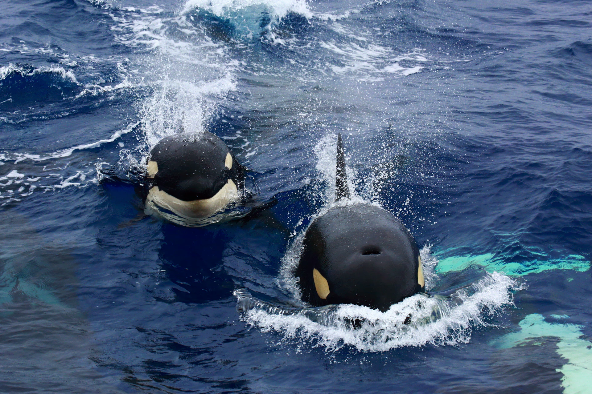 Two orcas swimming side by side, partially emerging from the ocean with splashes of water around them.