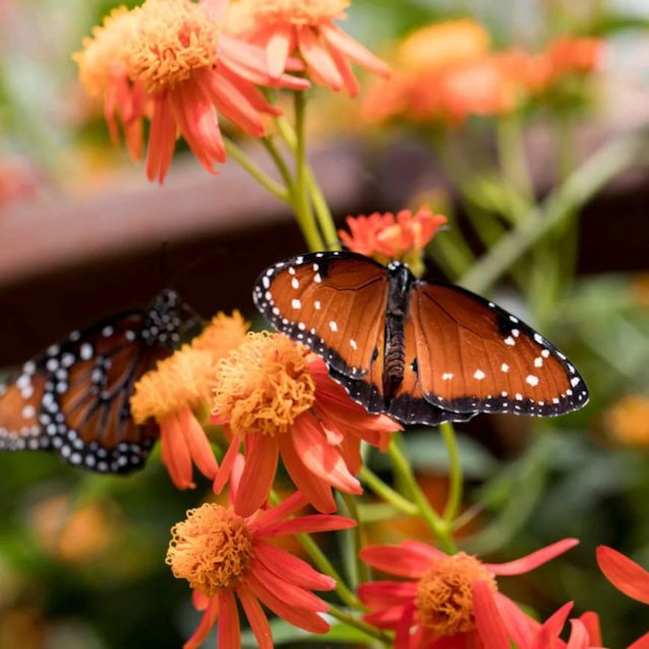 Natural History Museum of Los Angeles County: Entry Ticket in Los Angeles β Tiqets